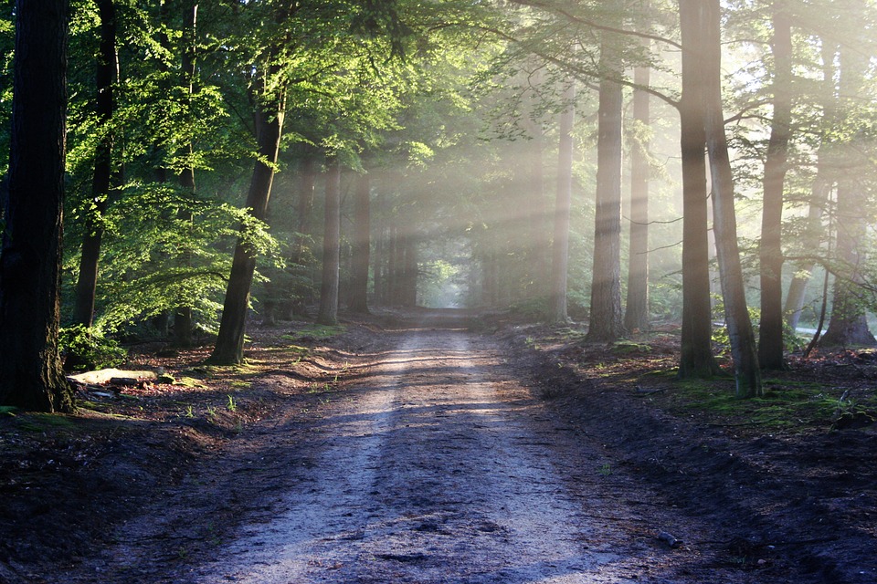 Waldweg mit Sonnenstrahlen