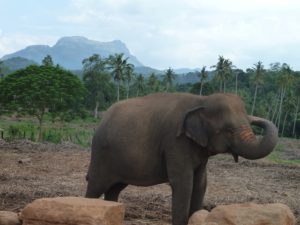 Sri Lanka, Elefanten