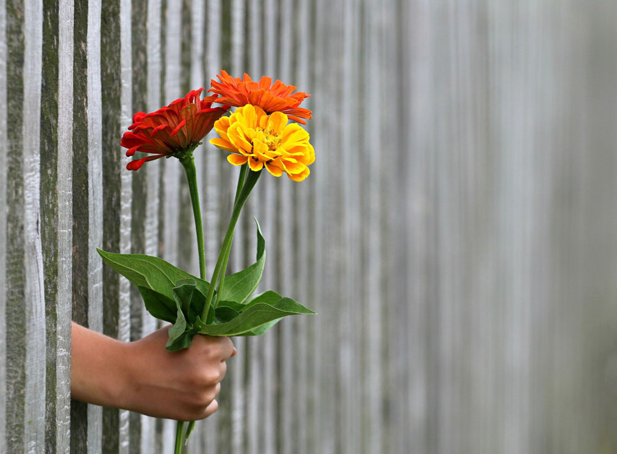 Blumen werden durch einen Zaun hindurch gereicht